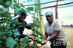 小番茄大丰收中国农业手艺让肯尼亚农户