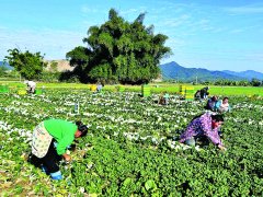 <b>陵祖塘村沃柑奶白菜喜送丰收</b>