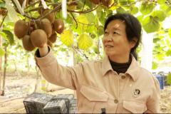 猕猴桃喜获丰收帮农增收好“