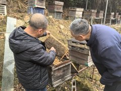 20强丨王友明：扎根温州文成18年帮力农人