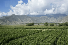 各省玉米称号取种清点