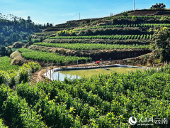 多元化种植 融出地步好“丰”景