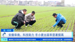 安徽阜南:科技帮力 冬小麦出苗率显著提