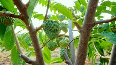 不雅云台 这里的种子 为四时“果蔬”