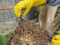 现代农业｜南通崇川：农业文旅融合小蜜