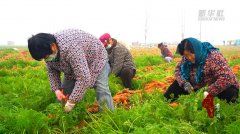 山东菏泽：千亩胡萝卜喜获丰收